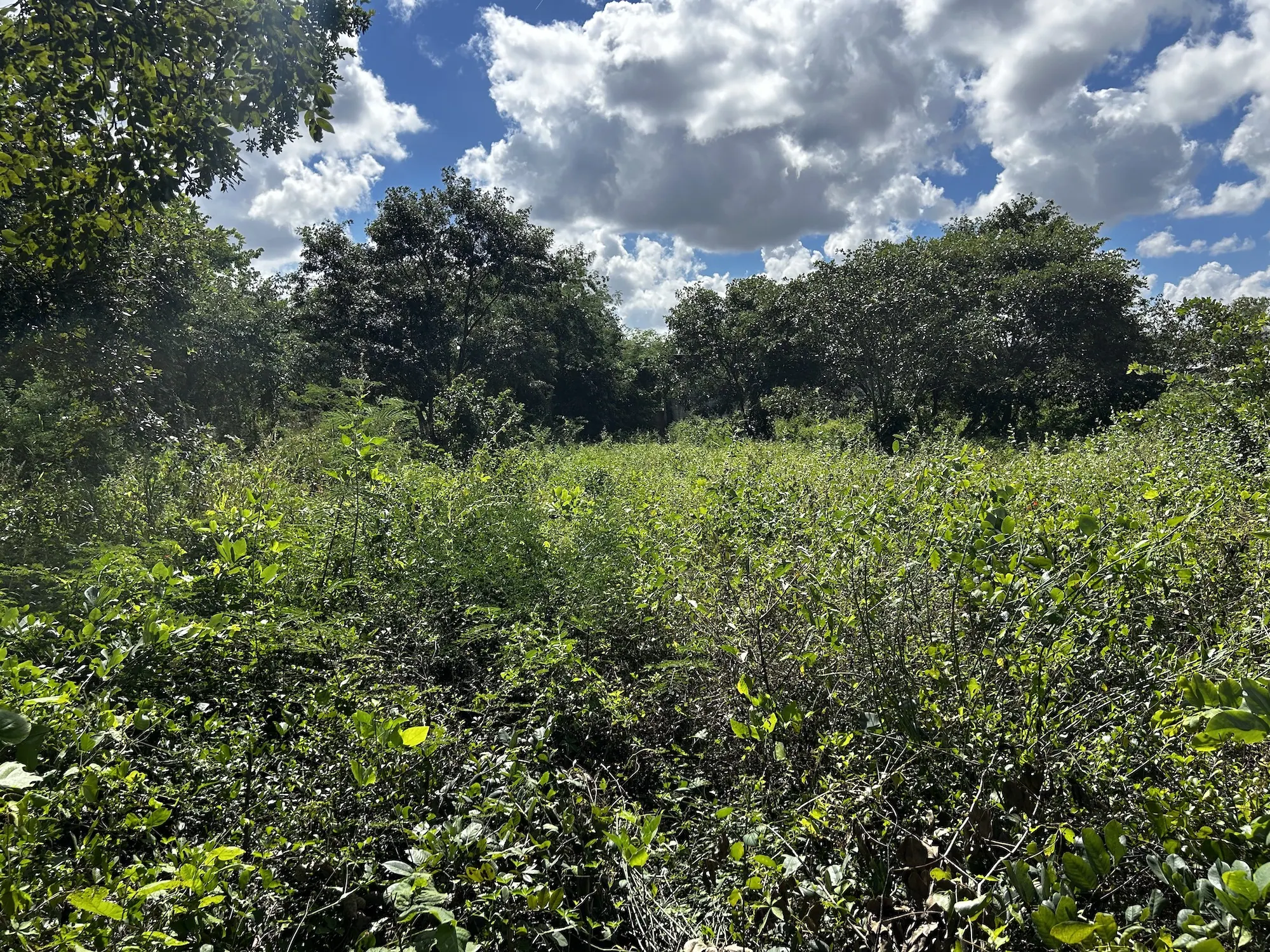 65,128 Sq. Ft. – Walled Lot in North Merida (Cholul) — land & lot in North Mérida — photograph 3