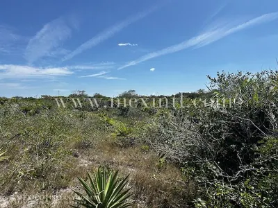 Huge San Benito Beach Lots!!! — beach property in Yucatán Beach — photograph 2