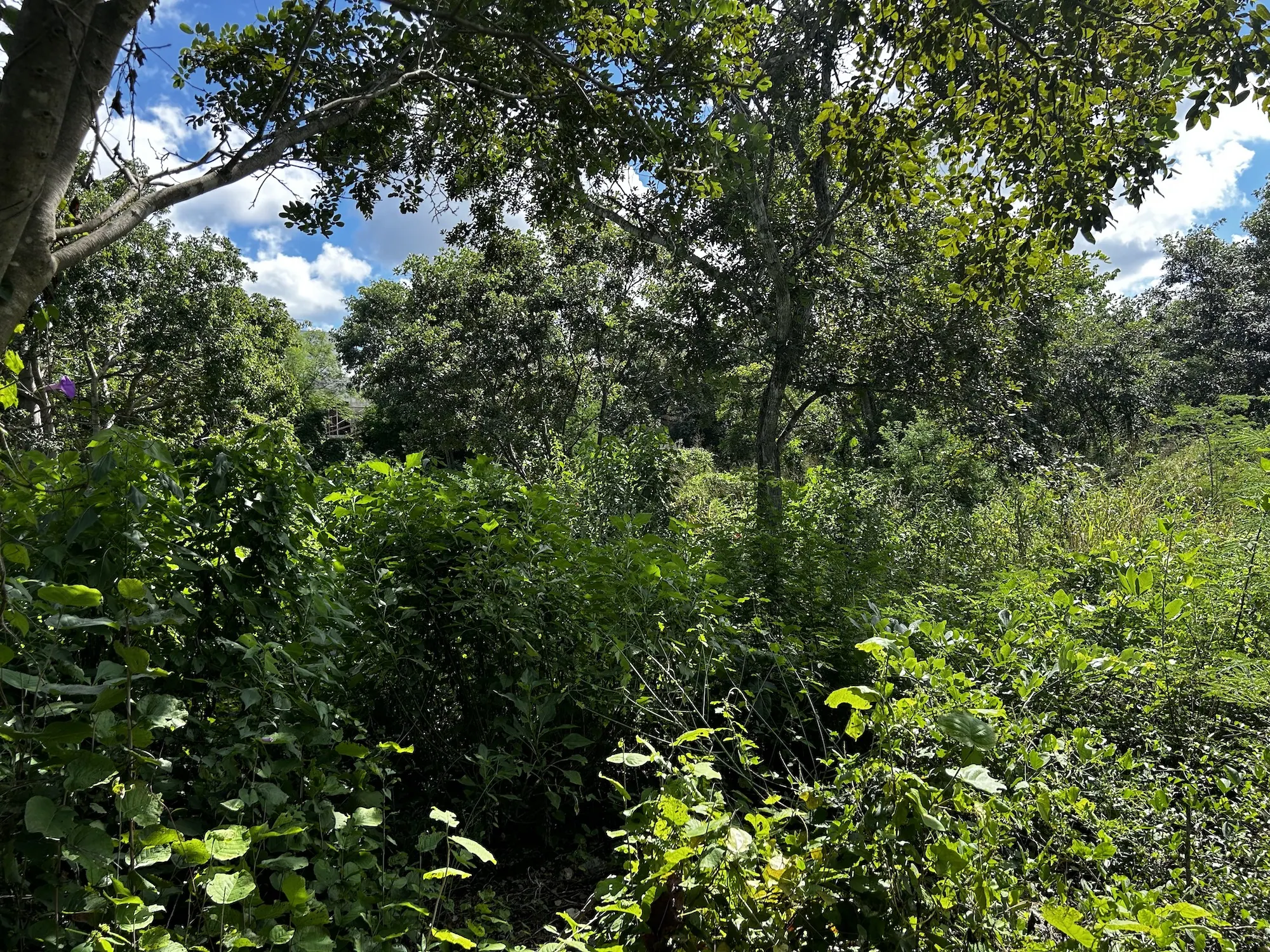 65,128 Sq. Ft. – Walled Lot in North Merida (Cholul) — land & lot in North Mérida — photograph 2