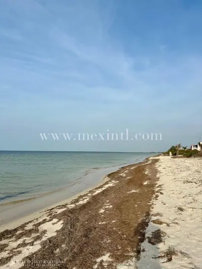 Fabulous San Crisanto Beachfront Lots — beach property in Yucatán Beach — photograph 3