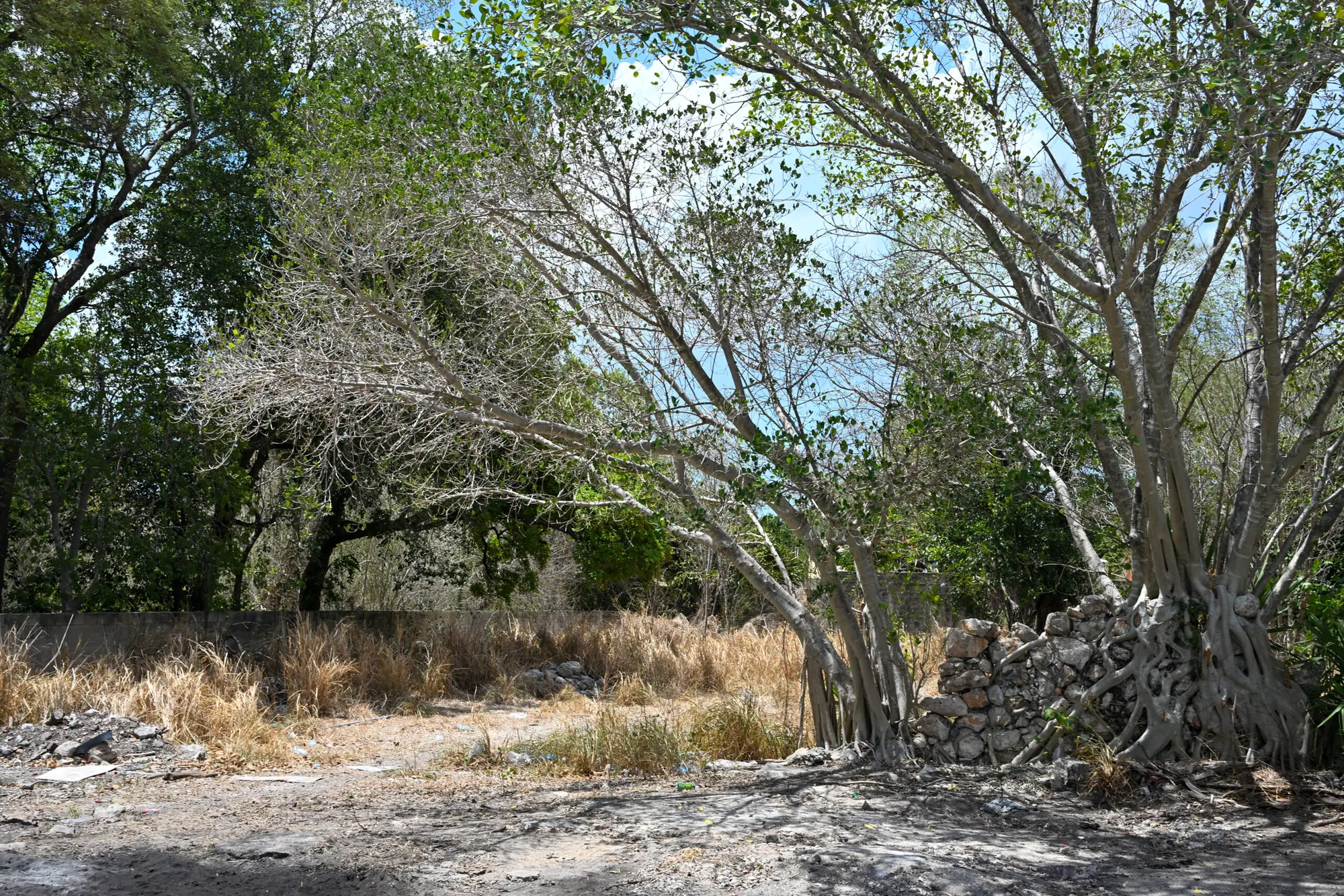 Well Located Lot, Multifamily, Condos, bring your imagination! — land & lot in Mérida Centro — photograph 2