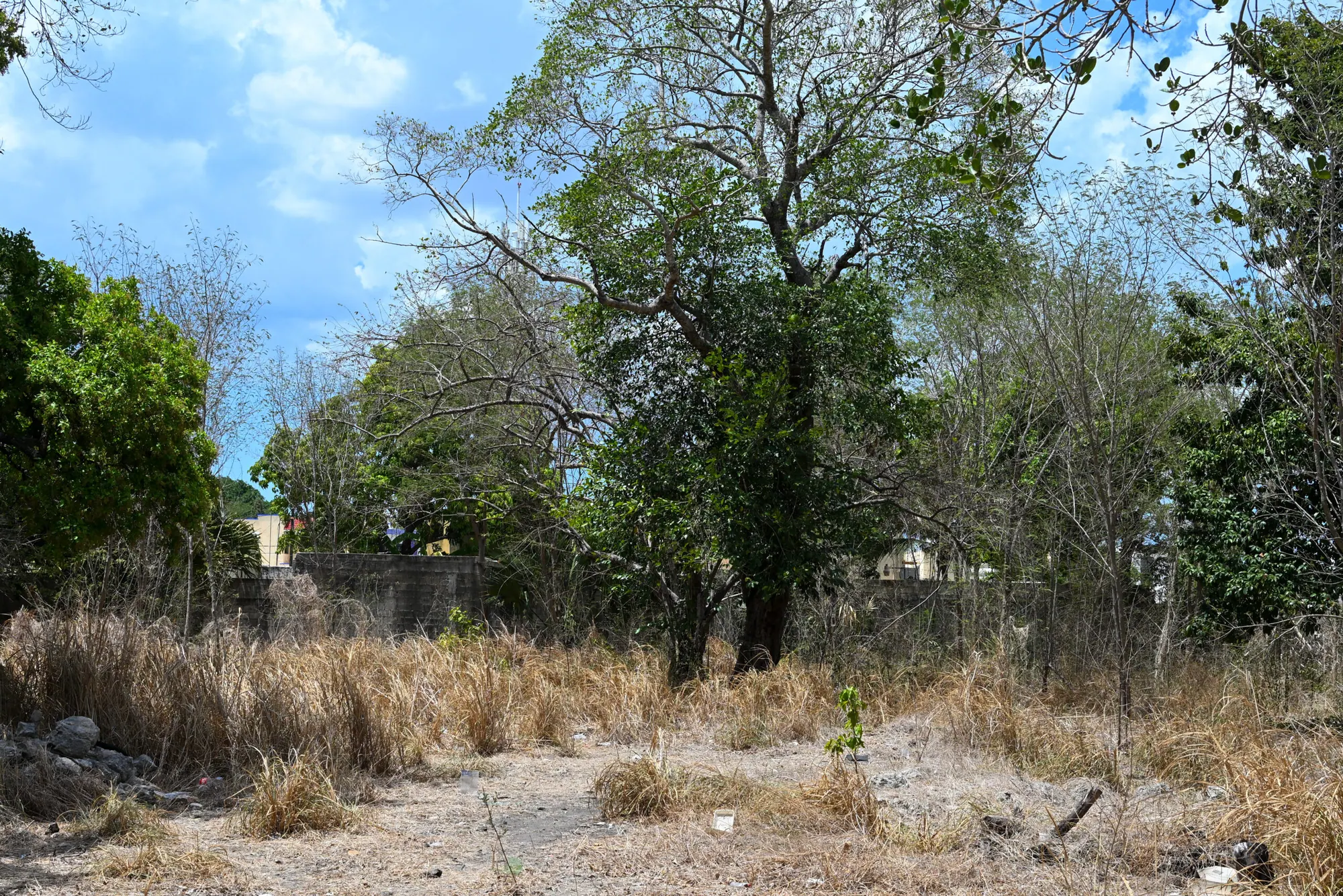Well Located Lot, Multifamily, Condos, bring your imagination! — land & lot in Mérida Centro — photograph 3
