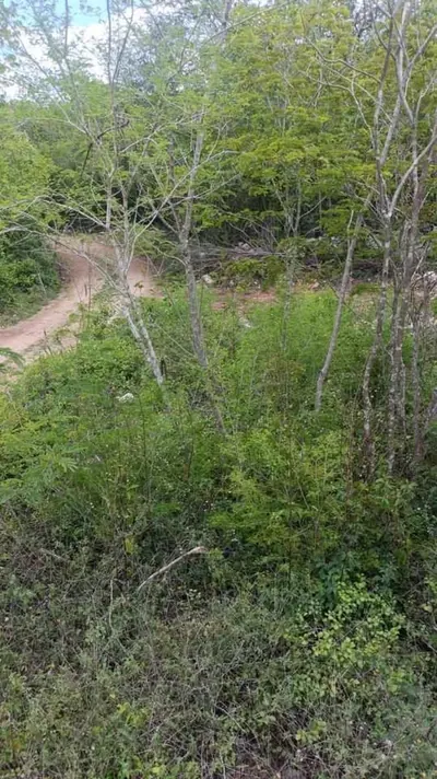 15,897 Sq.Ft. Lot in Timucuy (Tekik) Yucatan — land & lot in Outside Mérida — photograph 2